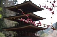 室生寺_スオウ.JPG