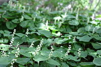 IMG_8892.jpg