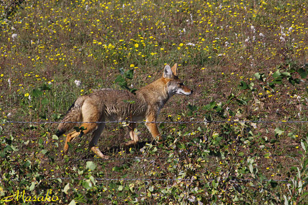 fox.jpg