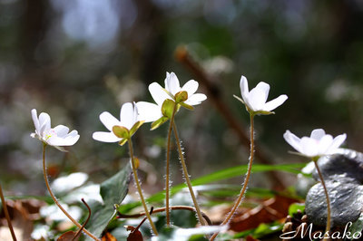 yukiwariso-4.jpg