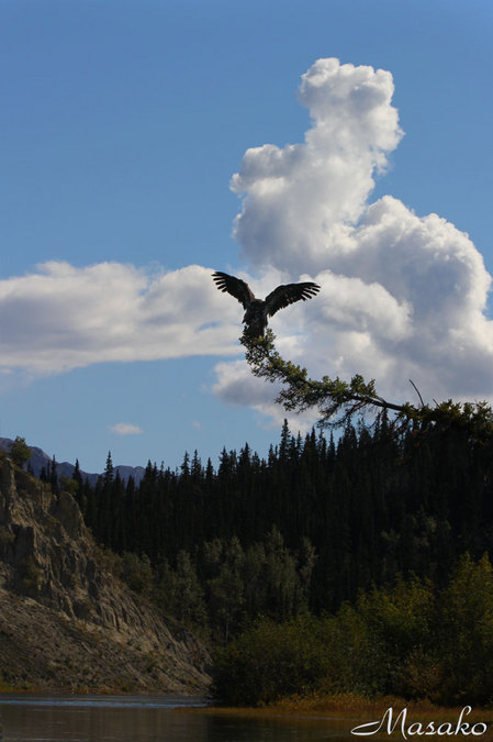 bald_eagle.jpg